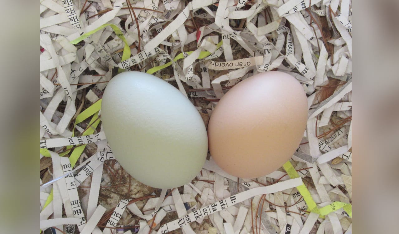 Two chicken eggs in a bed of shredded paper