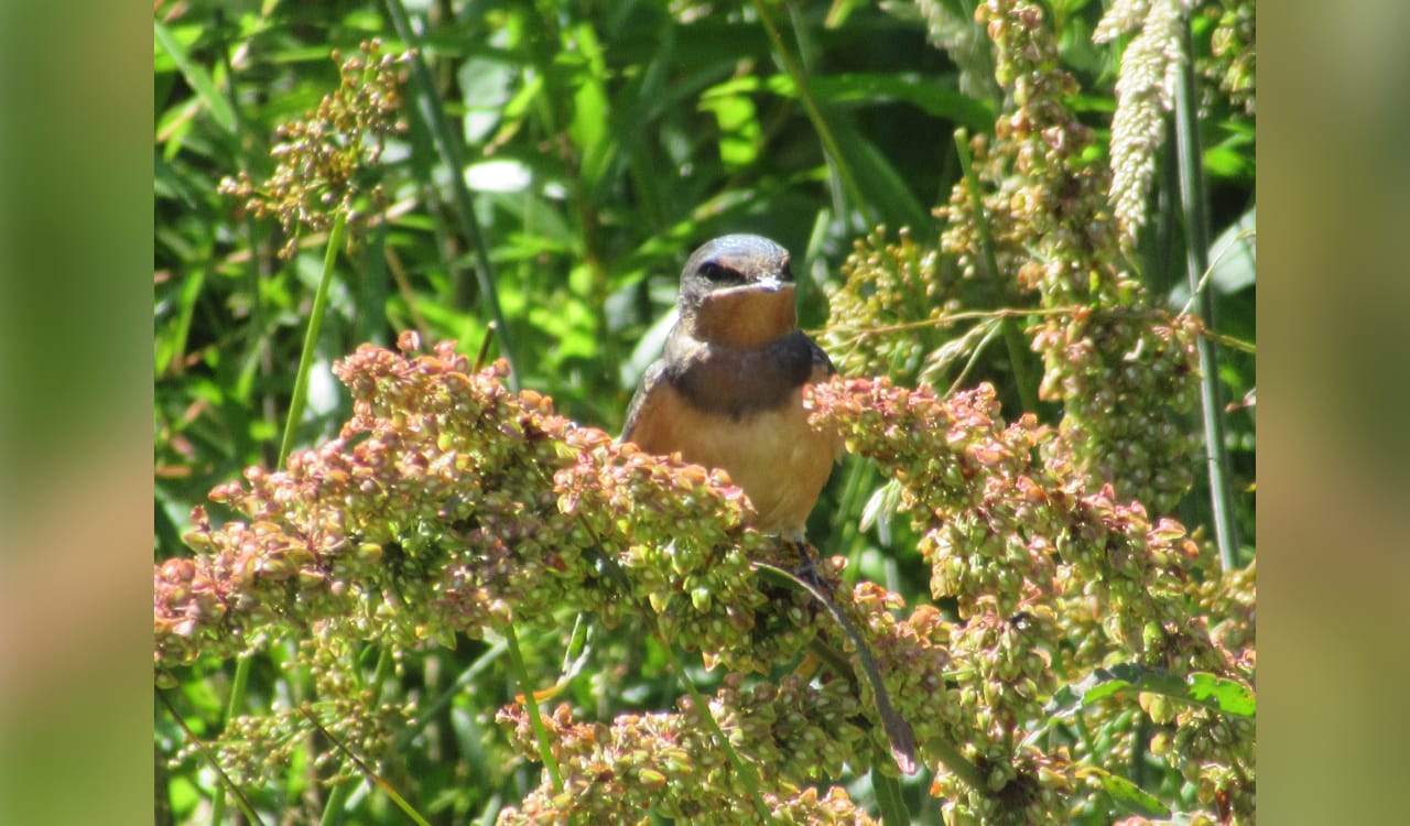 A bird in a tree