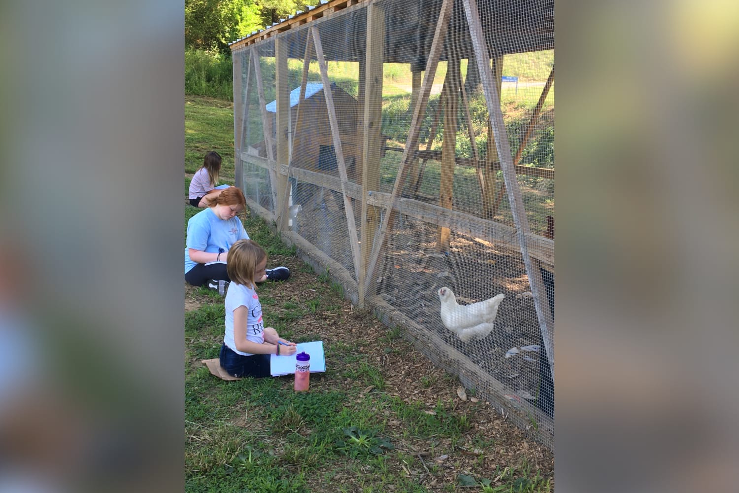 3 PAGE girls writing in their notebooks while observing hens