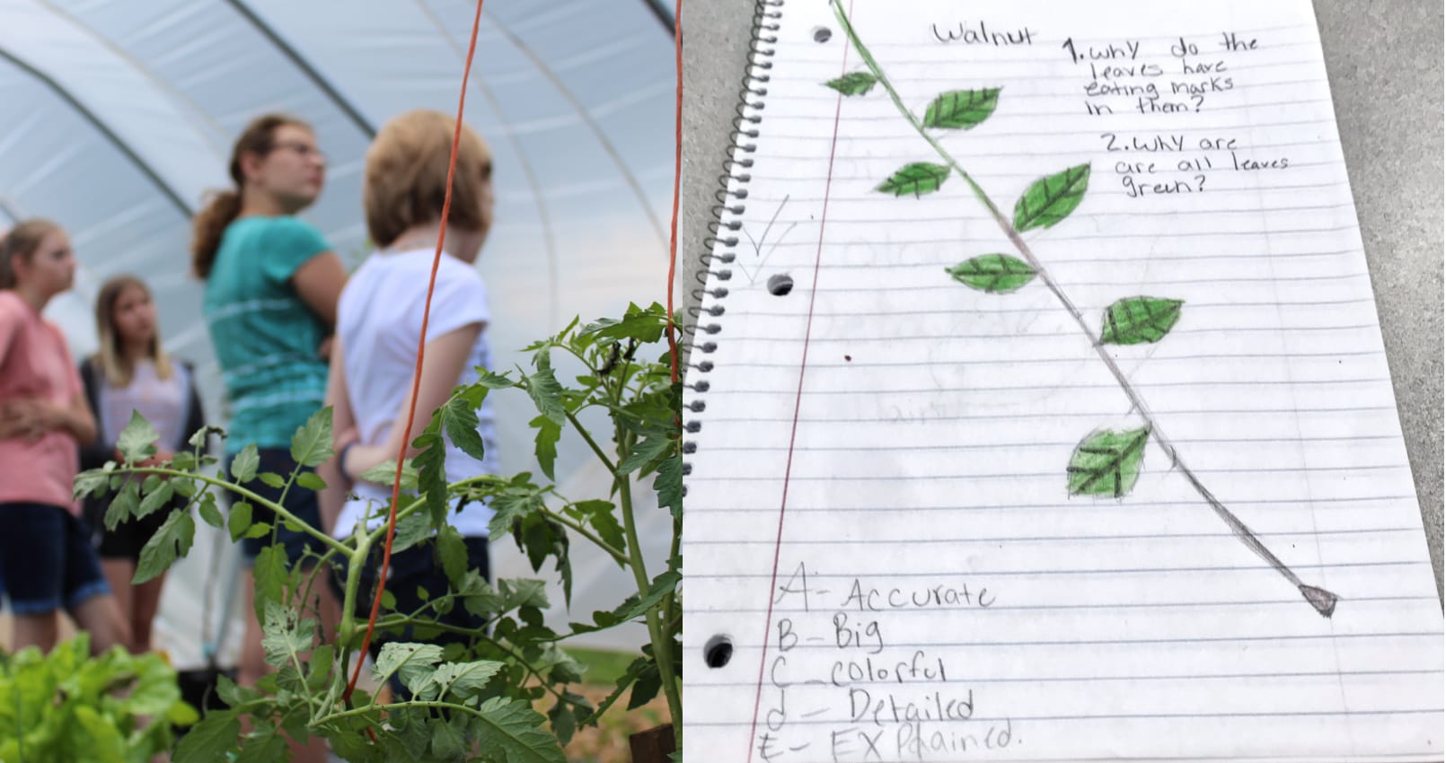 Image collage - one image of girls in a greenhouse looking at plants, another of a notebook with handwritten questions about plants and a drawing of leaves